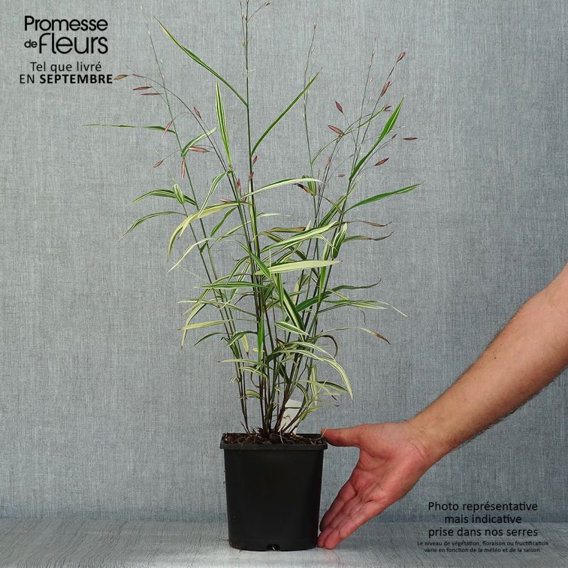 Exemplaar van Chasmanthium latifolium River Mist - Plataargras Pot van 2 l/3 l zoals geleverd in de zomer