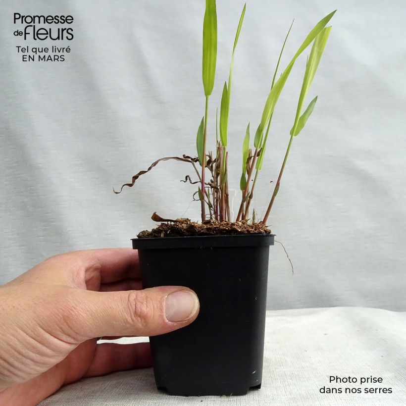 Example of Chasmanthium latifolium - Plataargras Kweekpotje van 8/9 cm as you get in hiver