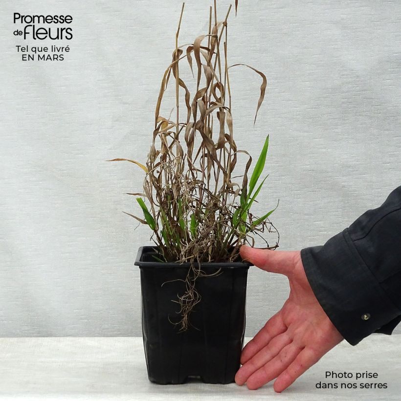 Exemplaar van Chasmanthium latifolium - Plataargras Pot van 2 l/3 l zoals geleverd in de lente