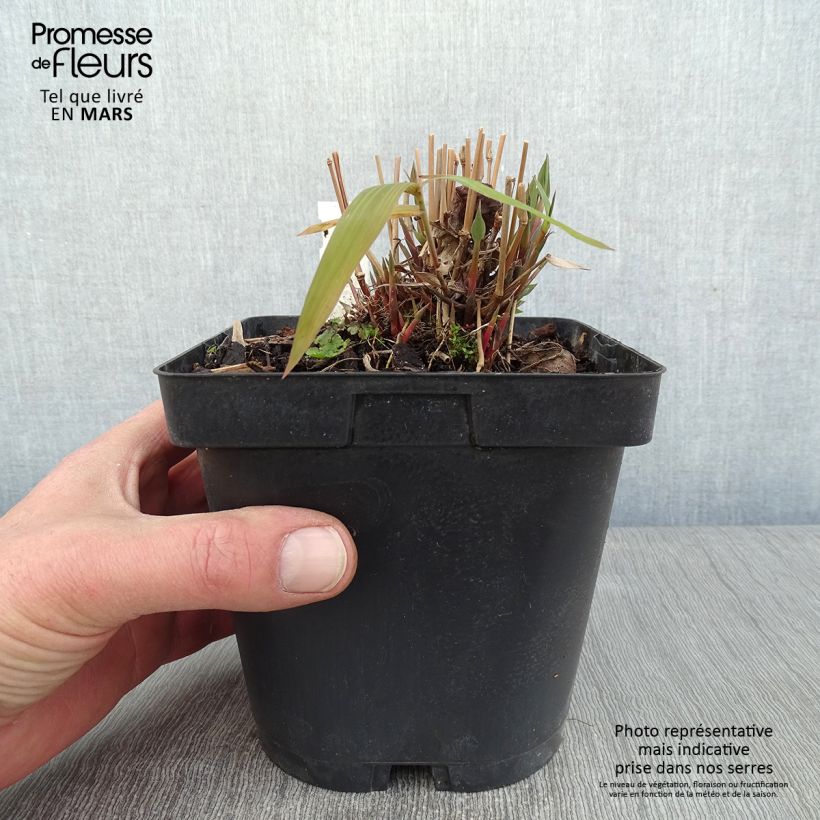 Example of Chasmanthium latifolium - Plataargras Pot van 2 l/3 l as you get in hiver