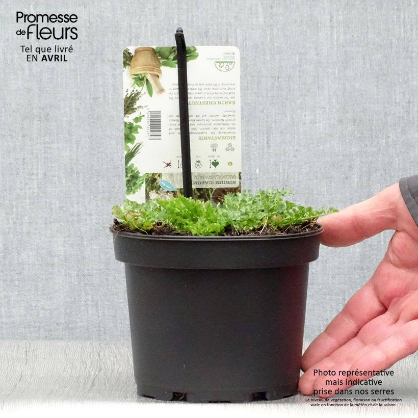 Exemplaar van Bunium bulbocastanum - Aardkastanje Pot van 1,5 l/2 l zoals geleverd in de lente