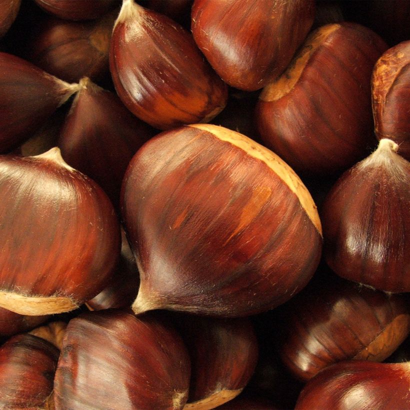Tamme kastanje Maraval (Oogst)
