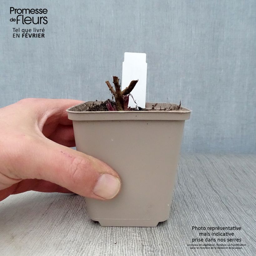 Example of Nepeta nuda Anne's Choice - Kattenkruid Kweekpotje van 8/9 cm as you get in hiver