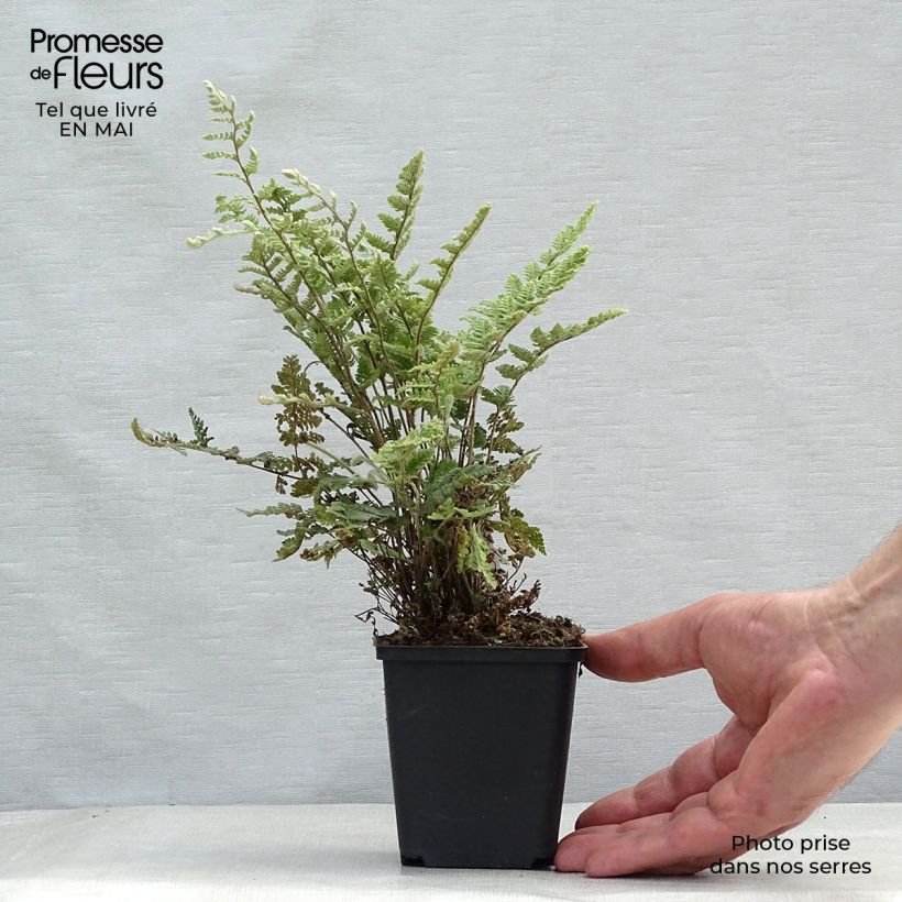 Exemplaar van Cheilanthes lanosa - Harige lipvaren Kweekpotje van 8/9 cm zoals geleverd in de lente