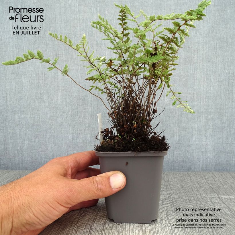 Exemplaar van Cheilanthes lanosa - Harige lipvaren Kweekpotje van 8/9 cm zoals geleverd in de zomer