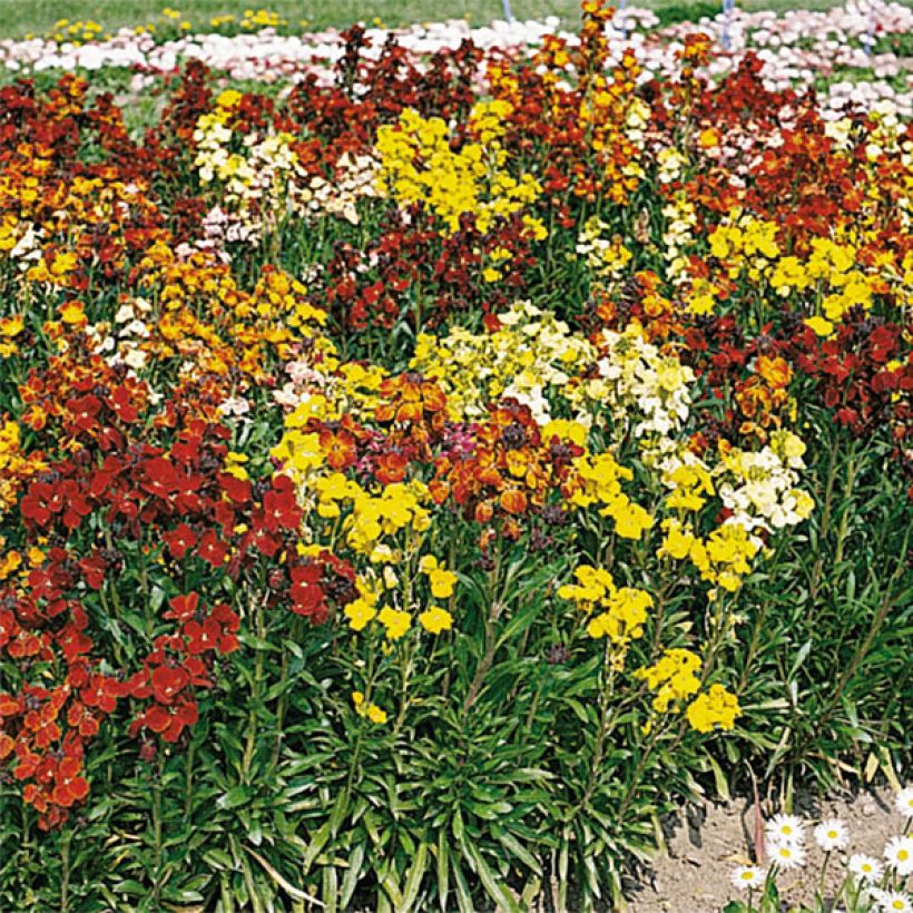 Erysimum cheiri Bedder Mix (plugplanten) – Muurbloem (Bloei)