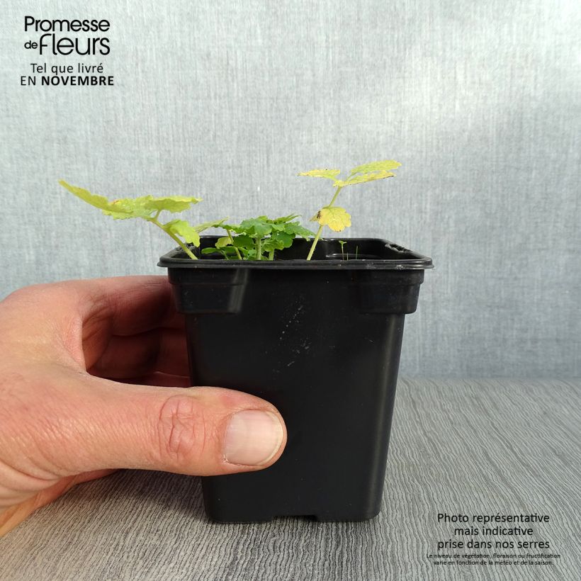Exemplaar van Chelidonium majus - Stinkende gouwe Kweekpotje van 7/8 cm zoals geleverd in de herfst