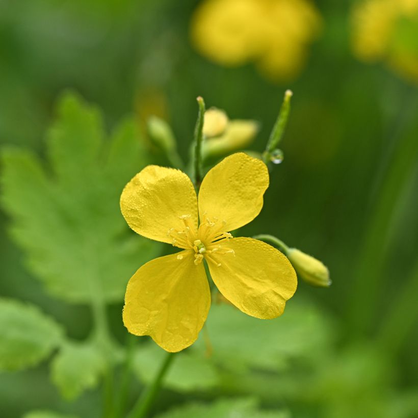Chelidonium majus - Stinkende gouwe (Bloei)