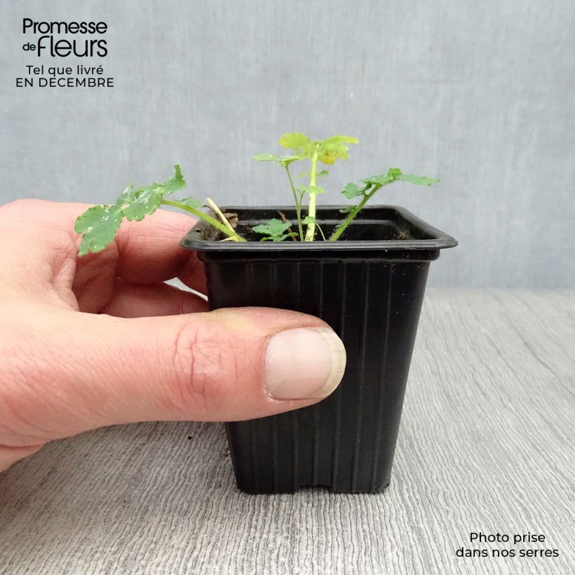 Example of Chelidoine BIO - herbe aux verrues Kweekpotje van 7/8 cm as you get in hiver
