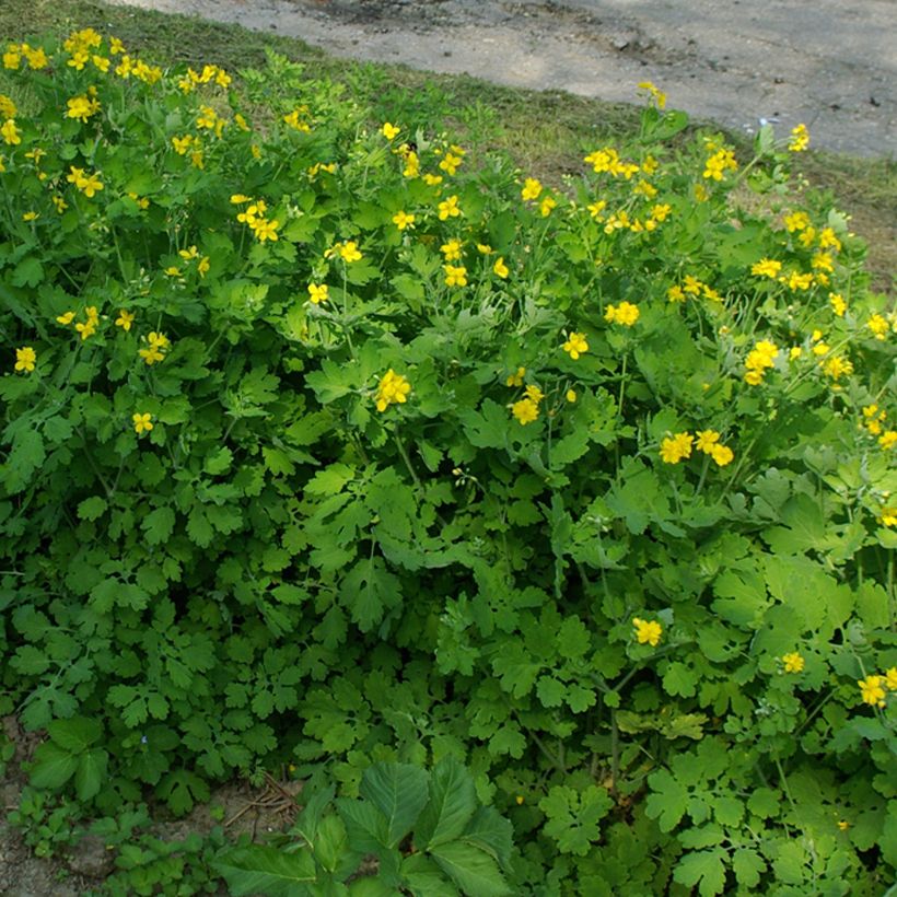 Chelidonium majus Flore Pleno - Stinkende gouwe (Groeiplaats)