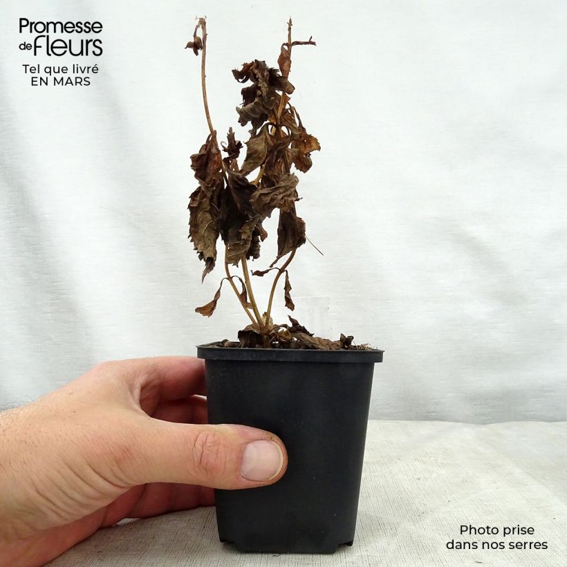 Exemplaar van Chelone lyonii Hot Lips - Schildpadbloem Kweekpotje van 8/9 cm zoals geleverd in de lente