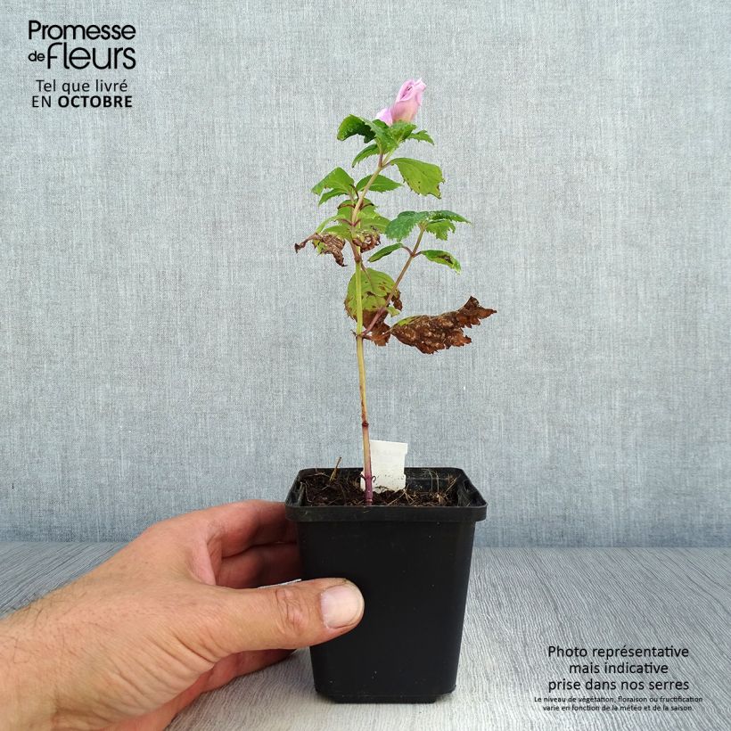 Exemplaar van Chelone lyonii Hot Lips - Schildpadbloem Kweekpotje van 8/9 cm zoals geleverd in de herfst