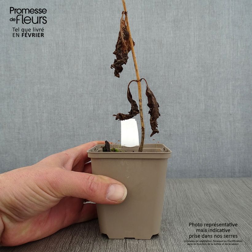 Example of Chelone lyonii Hot Lips - Galane Kweekpotje van 8/9 cm as you get in hiver