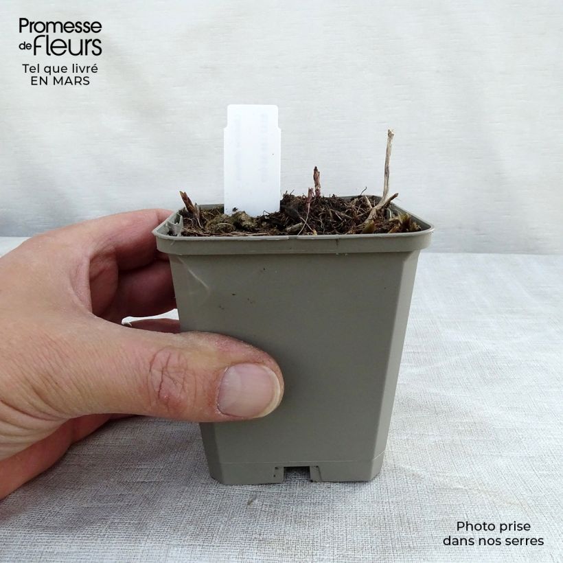 Exemplaar van Chelone obliqua - Schildpadbloem Kweekpotje van 8/9 cm zoals geleverd in de lente