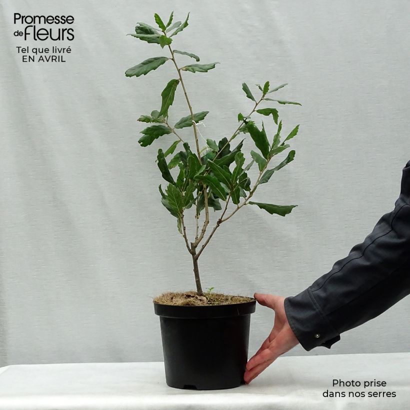 Exemplaar van Quercus turneri pseudoturneri - Turners eik Pot van 4 l/5 l zoals geleverd in de lente