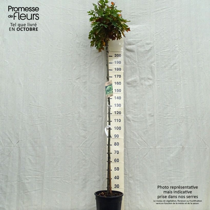 Exemplaar van Quercus palustris Green Dwarf - Moeraseik Pot van 18 l/20 l zoals geleverd in de herfst