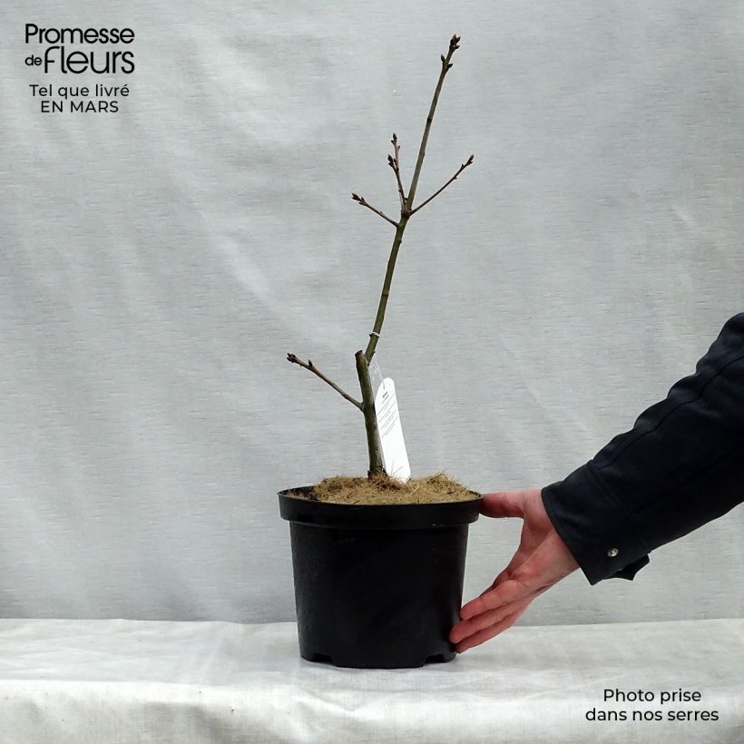 Exemplaar van Quercus coccinea Splendens - Scharlaken-eik Pot van 4 l/5 l zoals geleverd in de lente