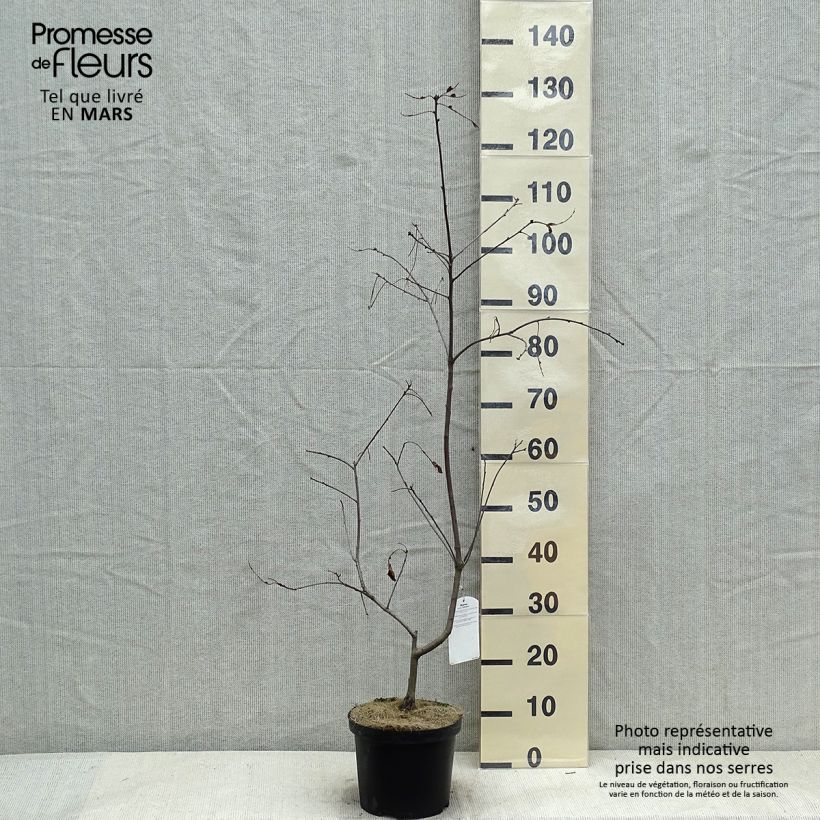 Example of Quercus coccinea Splendens - Scharlaken-eik Pot van 4 l/5 l as you get in hiver