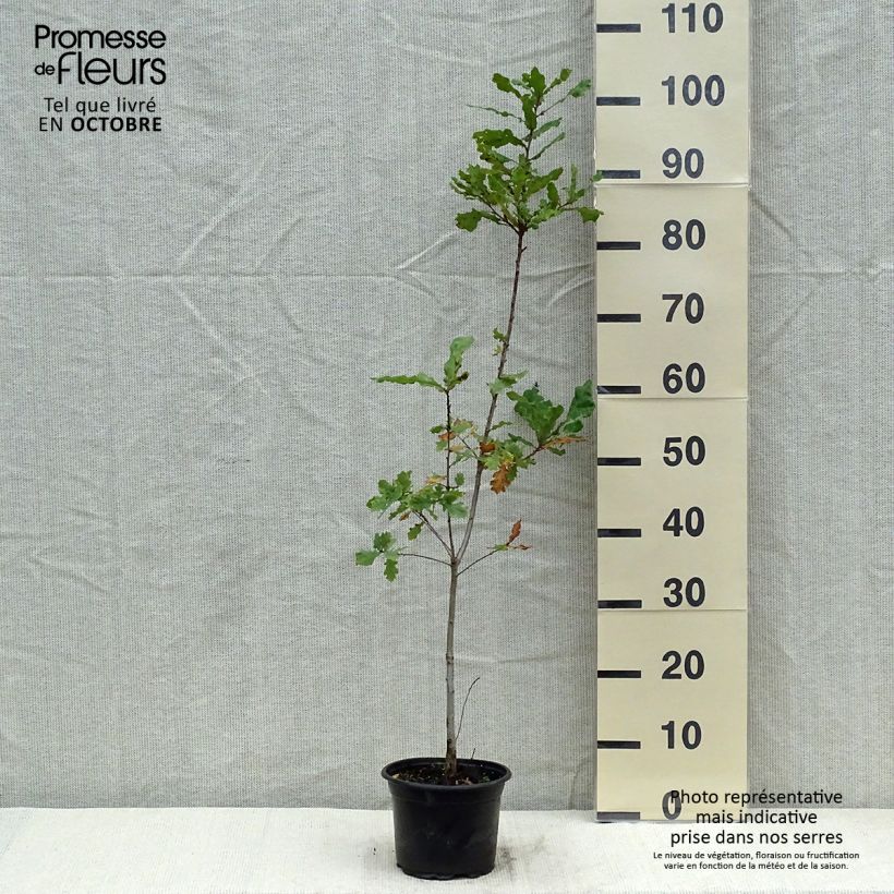 Exemplaar van Quercus robur - Zomereik Pot van 2 l/3 l zoals geleverd in de herfst