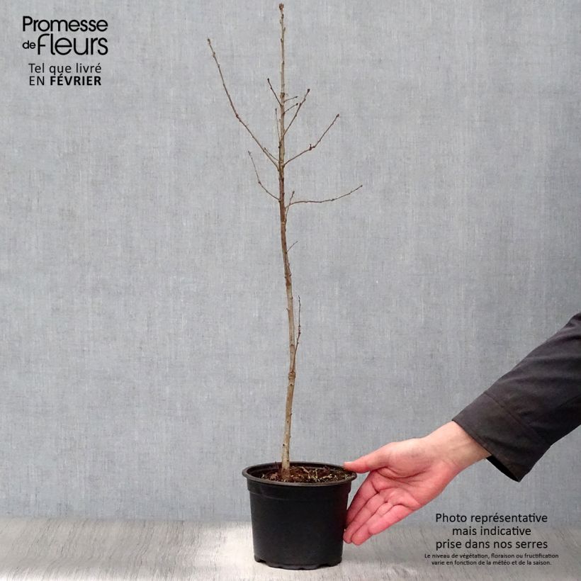 Example of Chêne pédonculé - Quercus robur1 Pot van 2 l/3 l as you get in hiver