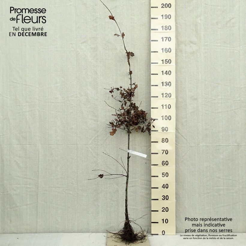 Example of Chêne pédonculé - Quercus robur1 Naakte wortel as you get in hiver
