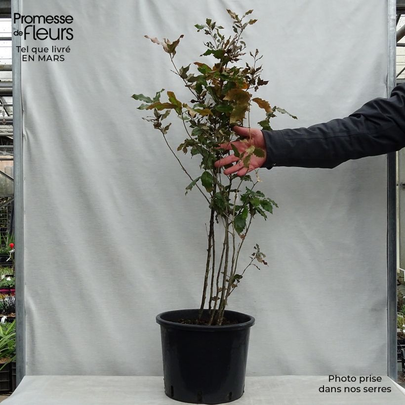 Exemplaar van Quercus ilex - Steeneik Pot van 7,5 l/10 l zoals geleverd in de lente