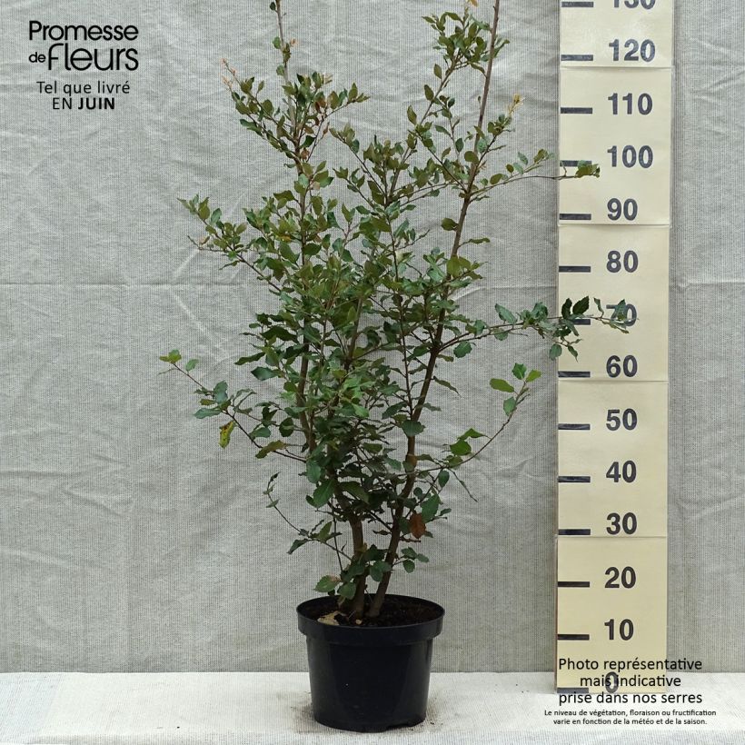 Exemplaar van Quercus ilex - Steeneik Pot van 6 l/7 l, Struik zoals geleverd in de lente