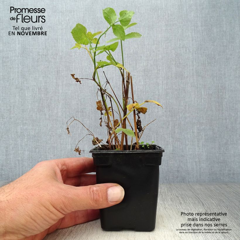 Exemplaar van Suikerwortel BIO - Sium sisarum Kweekpotje van 8/9 cm zoals geleverd in de herfst