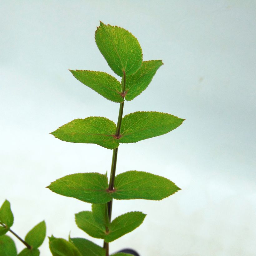 Suikerwortel BIO - Sium sisarum (Blad)