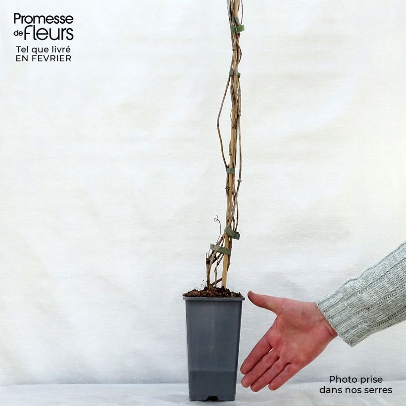 Example of Chèvrefeuille Belgica Select - Lonicera periclymenum Pot van 1,5 l/2 l as you get in hiver