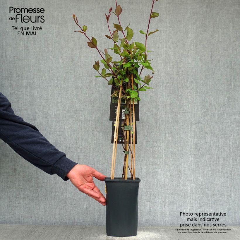 Exemplaar van Lonicera periclymenum Belgica Select - Wilde kamperfoelie Pot van 1,5 l/2 l zoals geleverd in de lente