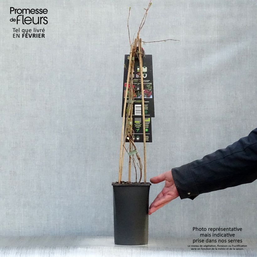 Example of Chèvrefeuille grimpant Dropmore Scarlet - Lonicera (x) brownii Pot van 2 l/3 l as you get in hiver