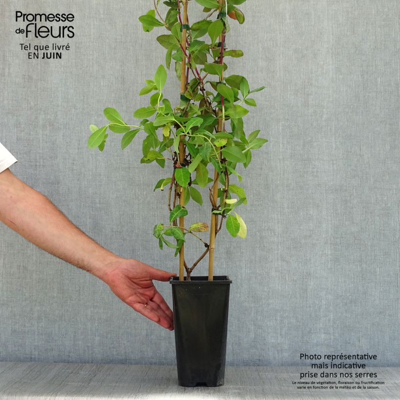 Exemplaar van Lonicera periclymenum Caprilia Imperial - Wilde kamperfoelie Pot van 2 l/3 l zoals geleverd in de lente