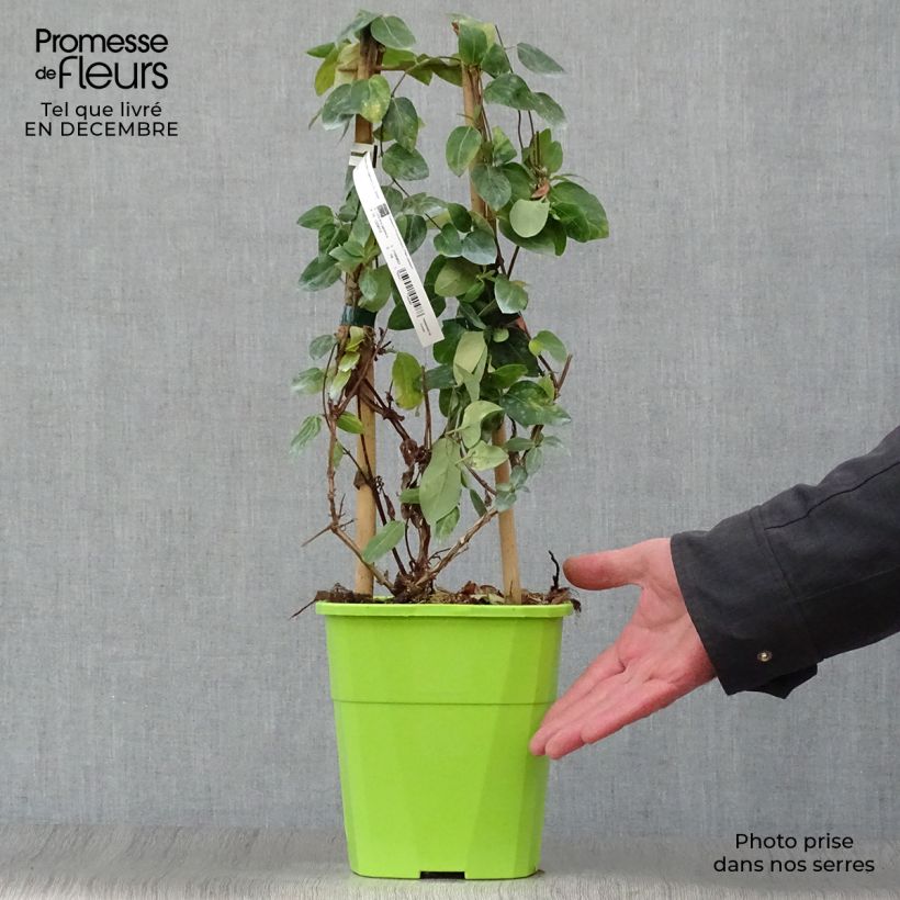 Example of Chèvrefeuille - Lonicera Japonica Mint Crisp Pot van 1,5 l/2 l as you get in hiver