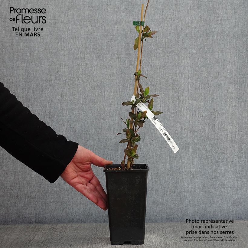 Example of Chèvrefeuille - Lonicera Mandarin® Pot van 1,5 l/2 l as you get in hiver