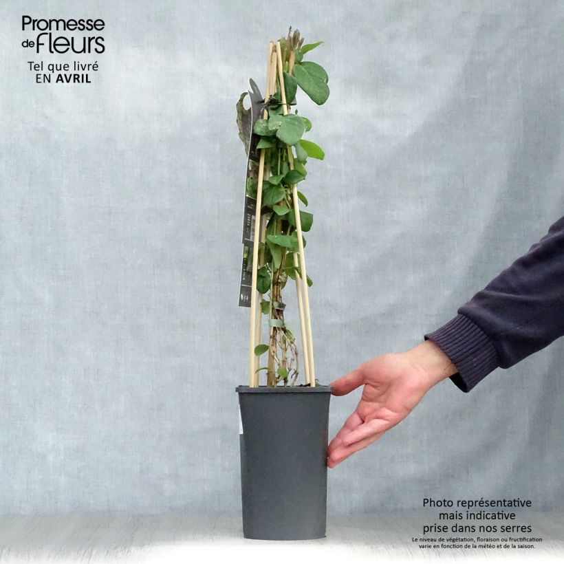 Exemplaar van Lonicera caprifolium - Kamperfoelie Pot van 1,5 l/2 l zoals geleverd in de lente