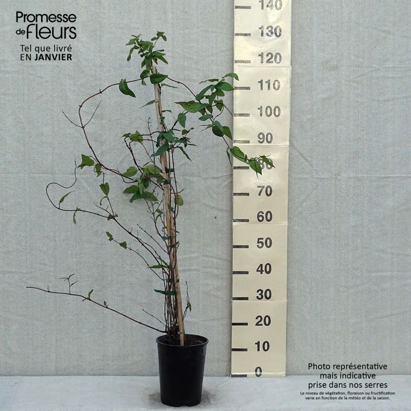 Example of Chèvrefeuille - Lonicera similis var. delavayi Pot van 4 l/5 l as you get in hiver