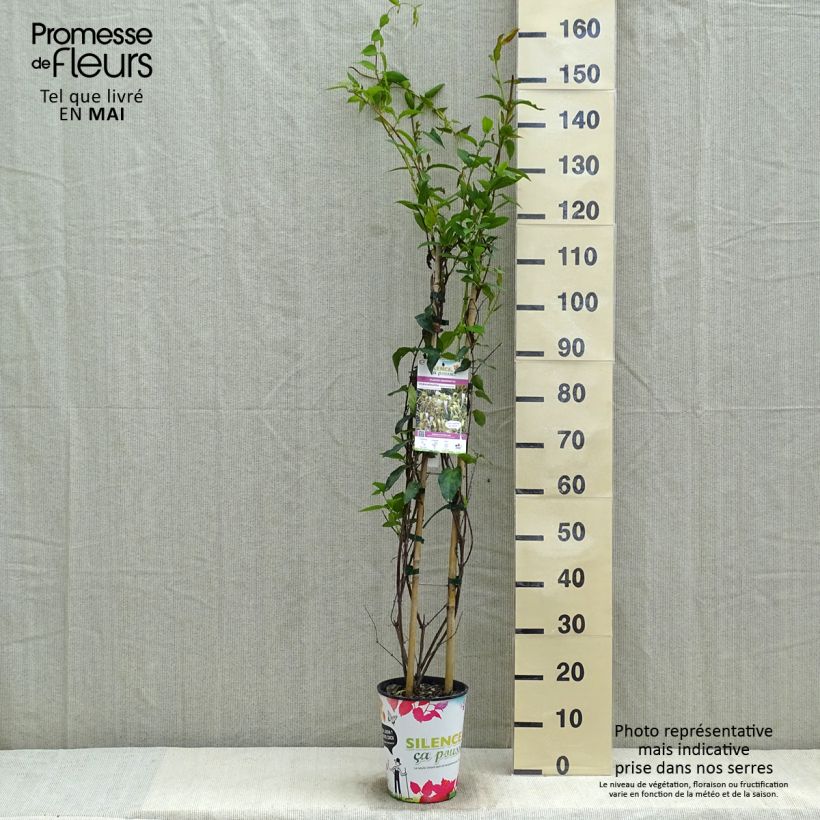 Exemplaar van Lonicera similis var. delavayi - Kamperfoelie Pot van 4 l/5 l zoals geleverd in de lente
