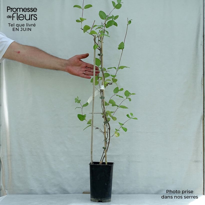 Exemplaar van Lonicera heckrotii American Beauty - Kamperfoelie Pot van 1,5 l/2 l zoals geleverd in de zomer