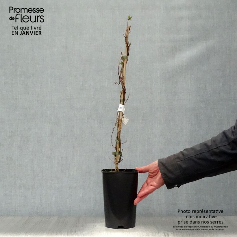 Example of Lonicera heckrotii American Beauty - Kamperfoelie Pot van 1,5 l/2 l as you get in hiver