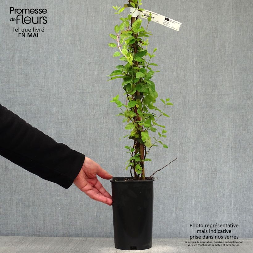 Exemplaar van Lonicera japonica Aureoreticulata - Japanse kamperfoelie Pot van 2 l/3 l zoals geleverd in de lente