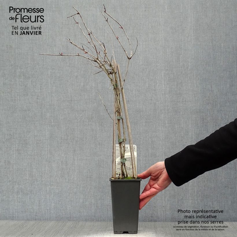 Example of Chèvrefeuille - Lonicera periclymenum Belgica Pot van 1,5 l/2 l as you get in hiver