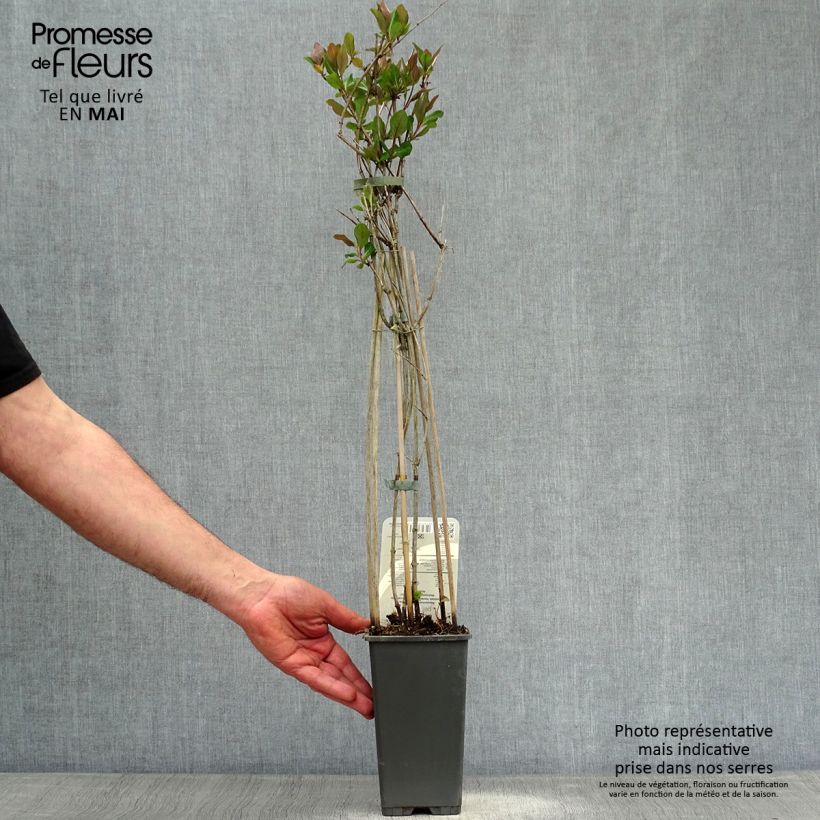 Exemplaar van Lonicera periclymenum Belgica - Wilde kamperfoelie Pot van 1,5 l/2 l zoals geleverd in de lente