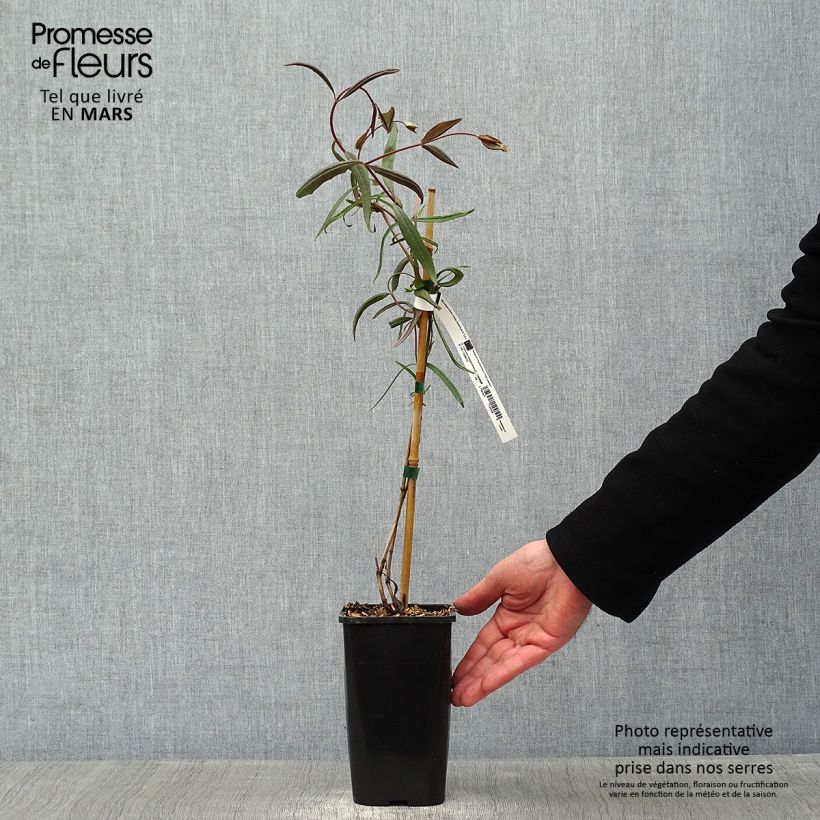 Example of Chèvrefeuille - Lonicera sempervirens Cedar Lane Pot van 1,5 l/2 l as you get in hiver