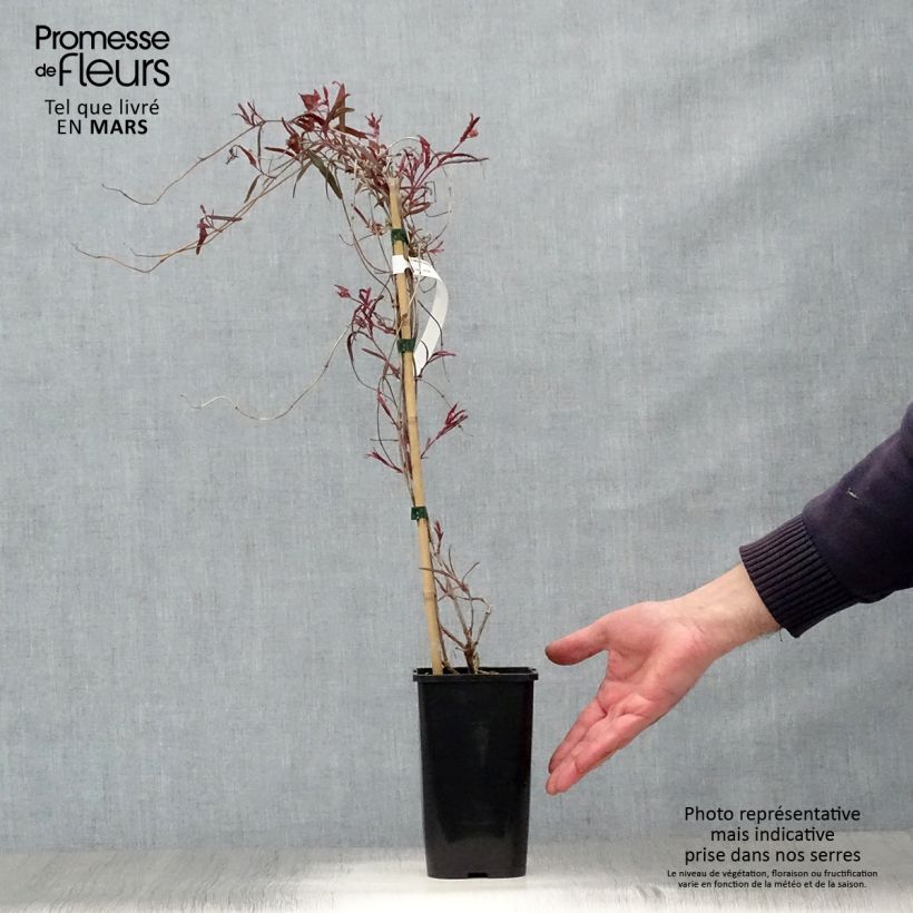 Exemplaar van Lonicera sempervirens Cedar Lane - Kamperfoelie Pot van 1,5 l/2 l zoals geleverd in de lente