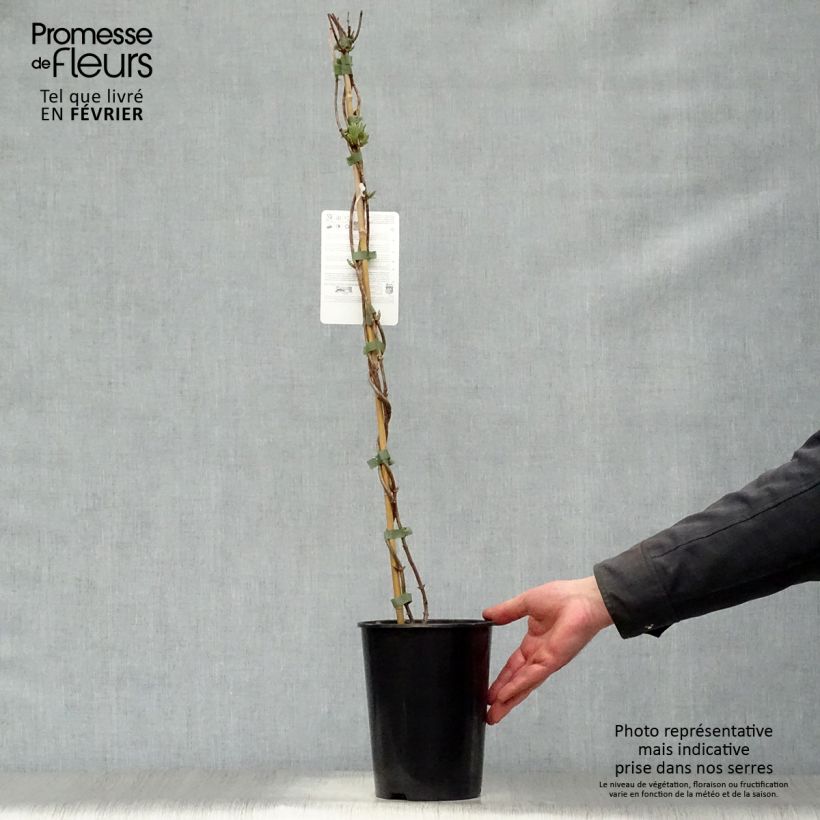 Example of Lonicera periclymenum Scentsation - Wilde kamperfoelie Pot van 3 l/4 l as you get in hiver