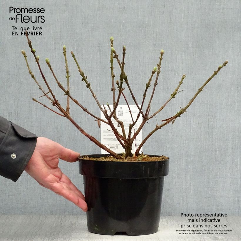 Exemplaar van Honingbes Blue Velvet Pot van 1,5 l/2 l, Struik zoals geleverd in de winter