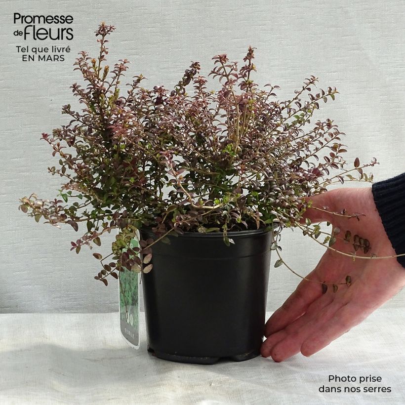 Example of Lonicera nitida Ernest Wilson - Chinese kamperfoelie Pot van 1 l/1,5 l as you get in hiver