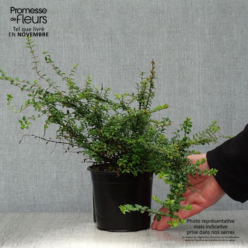 Exemplaar van Lonicera nitida Ernest Wilson - Chinese kamperfoelie Pot van 1 l/1,5 l zoals geleverd in de herfst
