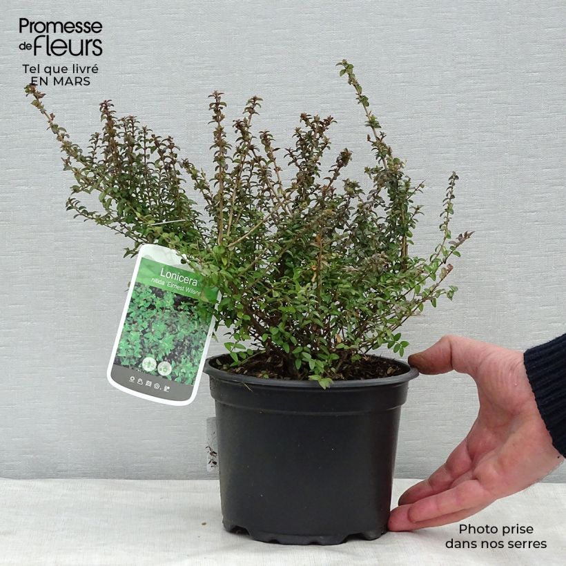 Exemplaar van Lonicera nitida Ernest Wilson - Chinese kamperfoelie Pot van 2 l/3 l zoals geleverd in de lente